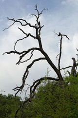 barren tree