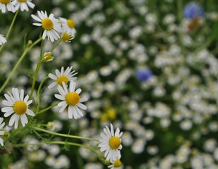 Rumianek - Matricaria