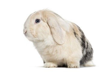 Lop Rabbit , 1 year old, sitting against white background