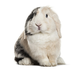 Obraz premium Lop Rabbit , 1 year old, sitting against white background