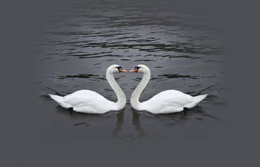 Romantic swan couple