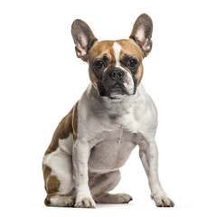 French Bulldog , 3 years old, sitting against white background