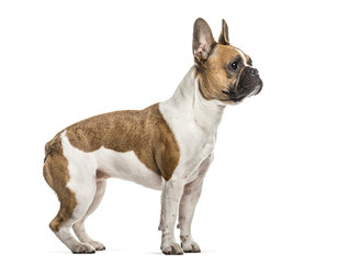 French Bulldog , 3 years old, standing against white background