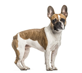 French Bulldog , 3 years old, standing against white background