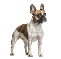 French Bulldog , 3 years old, standing against white background
