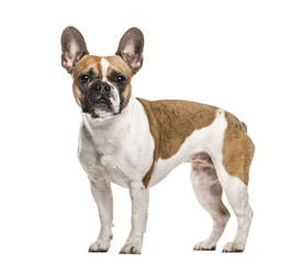 French Bulldog , 3 years old, standing against white background