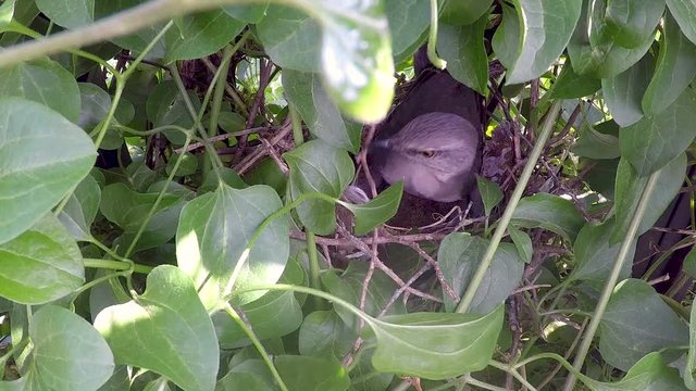 Northern Mockingbird Making Adjustments To A Nest