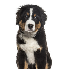 Bernese Mountain Dog , 4 months old, sitting against white background