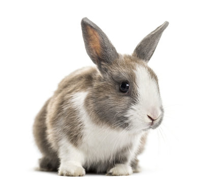 Rabbit , 4 months old, sitting against white background