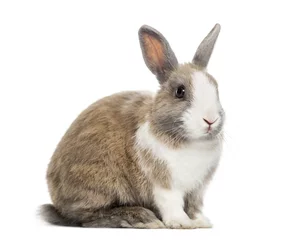 Fotobehang Rabbit , 4 months old, sitting against white background © Eric Isselée