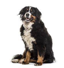 Bernese Mountain Dog , 9 years old, sitting against white background