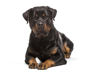 Rottweiler dog , 2 years old, lying against white background