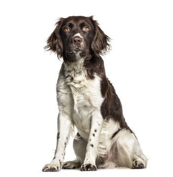 Munsterlander dog , 1 year old, sitting against white background