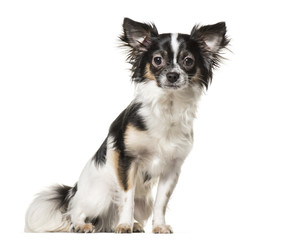Chihuahua dog , 9 months old, sitting against white background