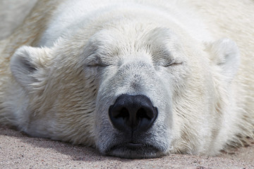 Polar Bear (Ursus maritimus)
