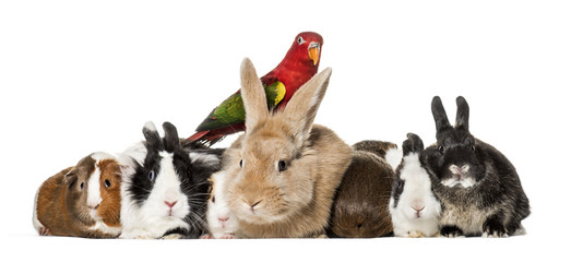 Rabbits, Guinea Pigs and chattering lory parrot sitting against white background © Eric Isselée
