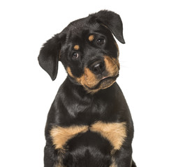 Rottweiler puppy , 3 months old, sitting against white background