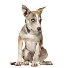 Mixed-breed dog , 3 months old, sitting against white background