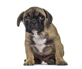 French Bulldog , 3 months old, sitting against white background