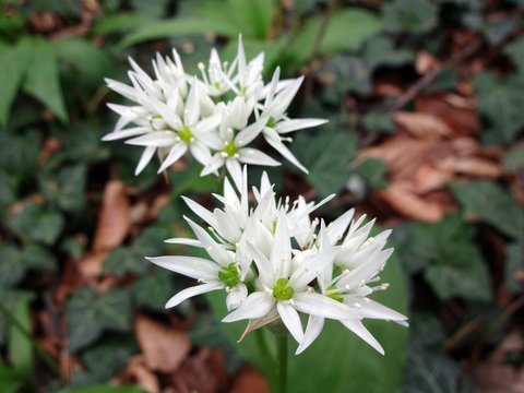 Wild garlic - Allium ursinum, pungent spicy taste of leek, belongs to the family Amaryllidaceae