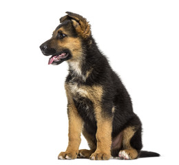Fototapeta premium German Shepherd puppy , 3 months old, sitting against white background