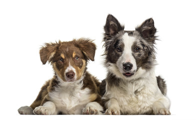 Border Collie dog , 1 year old, and Border Collie puppy , 3 months old, lying against white background