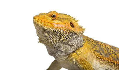 Pogona lizard , 11 months old, against whit background against white background