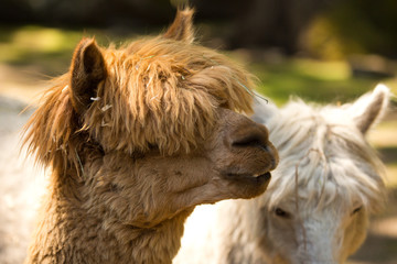 Llama, Herd, Animals, Nature, Haircut, Farm