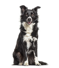 Border Collie dog , 1 year old, sitting against white background