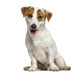 Jack Russell dog , 1 year old, sitting against white background