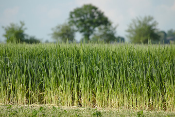 Cornfield in spring