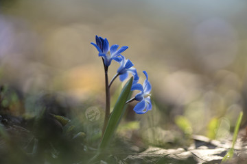 Scilla (Squill) Flower
