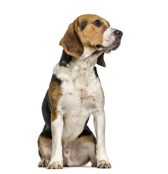 Beagle dog , 2 years old, sitting against white background