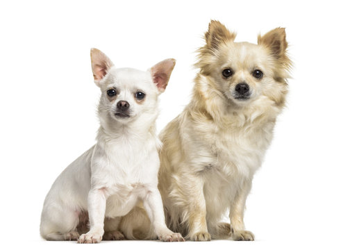 Chihuahua dogs , 4 years old and 7 months old, sitting against white background