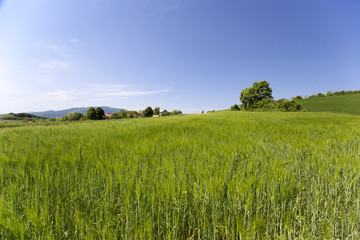 Beautiful wheat hay meadow crop field agriculture food nature spring sun landscape