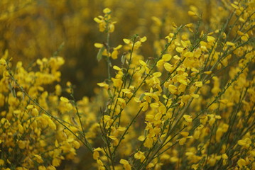 beautiful yellow flowering of wild plants