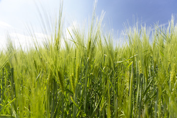 Beautiful wheat hay meadow crop field agriculture food nature spring sun landscape
