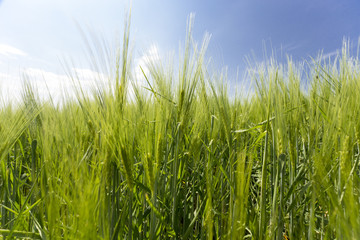 Obraz premium Beautiful wheat hay meadow crop field agriculture food nature spring sun landscape
