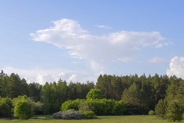 Green meadow, forest and blue sky in summer