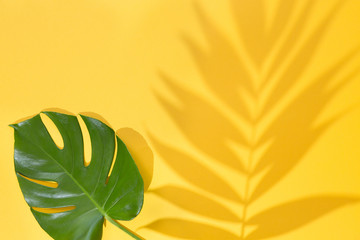 Top view of green tropical leaves Monstera and Areca on yellow background. Flat lay. Summer concept with palm tree leaf, copyspace. Vacation, holiday, travel, sun background