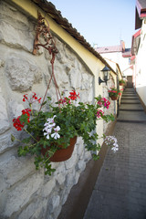 Fototapeta na wymiar White and red geranium flowers in the pot