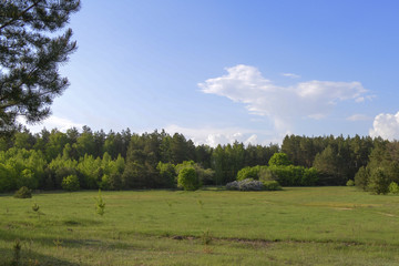 Fototapeta premium Green meadow, forest and blue sky in summer