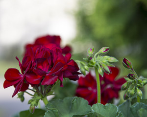 Inflorescence of red geranium flowers