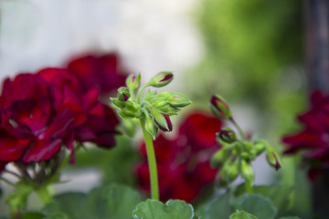 Red geranium in the summer garden