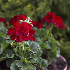 Red geraniums in the summer garden