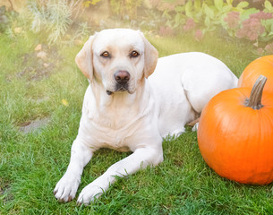 Beautiful yellow labrador lying down on the green grass outdoor with two orange pumpkins, sun backlit. Halloween or Thanksgiving autumn holiday.