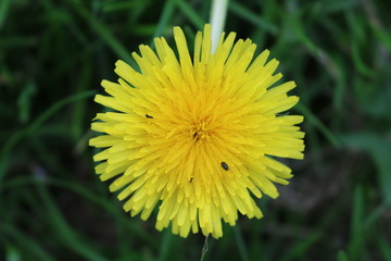 Croxley Green, Rickmansworth, Hertfordshire, England.  Springtime in orchard.  May 2018