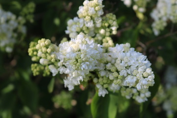 Croxley Green, Rickmansworth, Hertfordshire, England.  Springtime in orchard.  May 2018