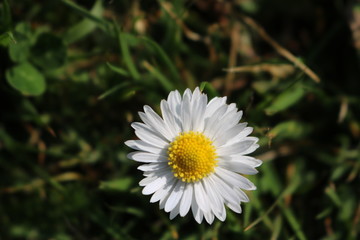 Obraz premium Croxley Green, Rickmansworth, Hertfordshire, England. May 2018. Springtime in Countryside orchard.