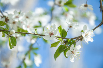 blooming cherry branch on blue sky background, spring white flowers